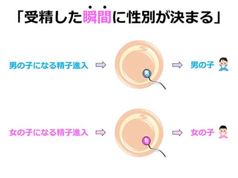 精液とは？精子との違いや色からわかる健康状態